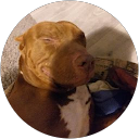 Elvis Yeu profile picture